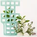 White Tea & Thyme