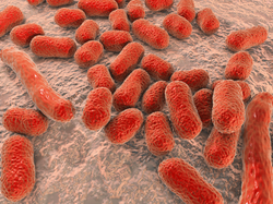 Acinetobacter baumannii