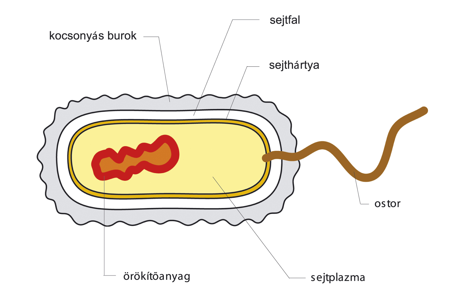 baktériumok