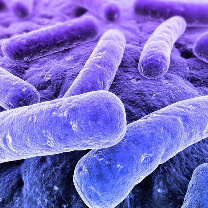 Clostridium difficile